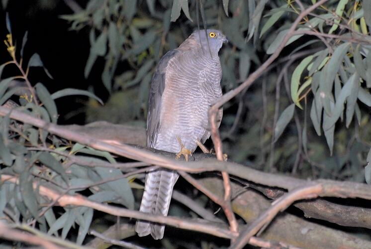 A bird, the Collared Sparrowhawk, perched on a tree branch.