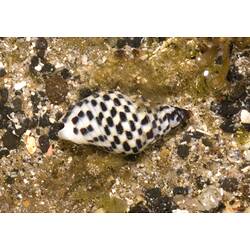 A black and white Lineated Cominella (sea snail) on a rock.