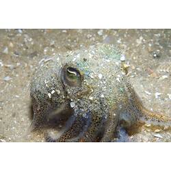 Southern Bobtail Squid covered in a coat of sand