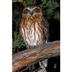 A brown and white owl perched on a branch at night.