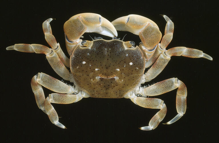 A Four-toothed Shore Crab photographed on a black background.