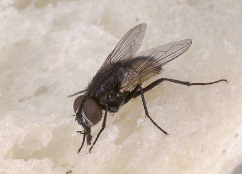 Musca Domestica Linnaeus, Common House Fly