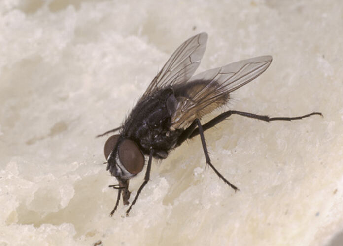 A Common House Fly on a white background.