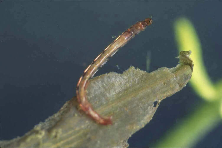 A Non-biting Midge resting on a leaf underwater.