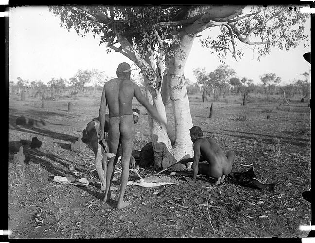 Warumungu man raking bones out of a tree grave, Tennant Creek, Central Australia, 1901