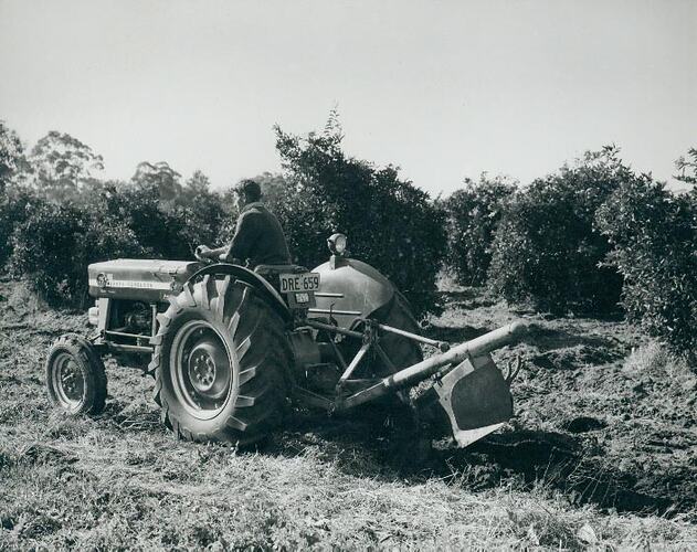 Man driving a tractor with a grader blade, in an orchard.
