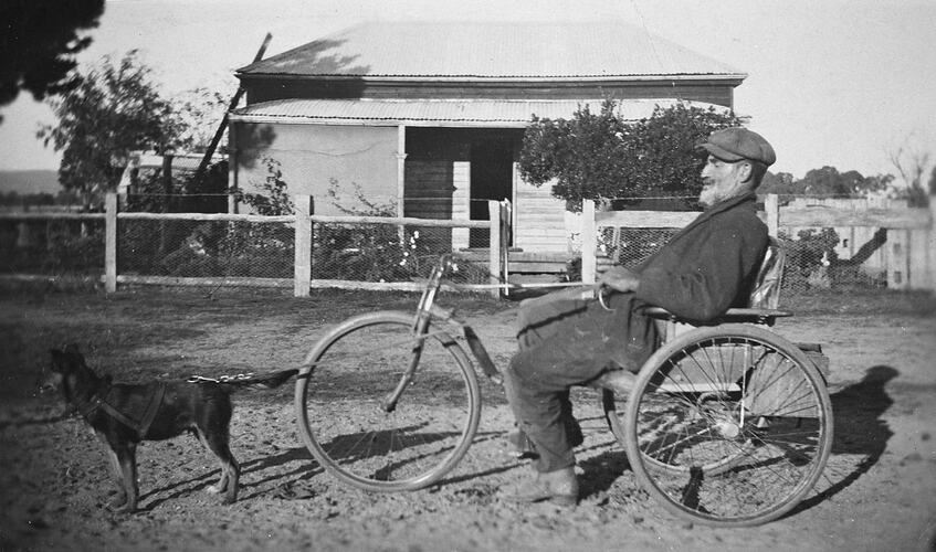 Dog pulling a man in a tricycle wheel chair. Farmhouse in background.