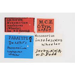 Entomology type specimen labels.