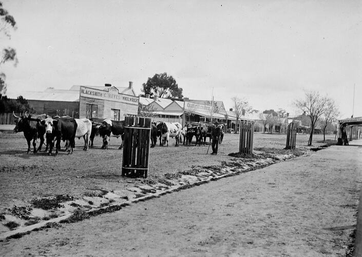 Bullock Team in Front of Shops, Charlton, Victoria, Sep 1900