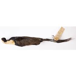 Dry bird skin specimen with labels.
