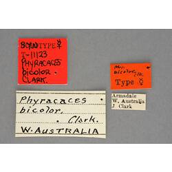 Entomology type specimen labels.