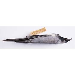 Dry bird skin with specimen labels.