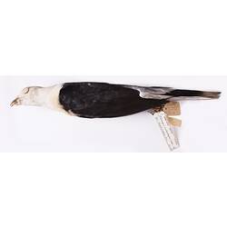 Dry bird skin specimen with labels.