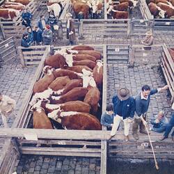Digital Photograph - Cattle Sale, Newmarket Saleyards, Newmarket, 1987