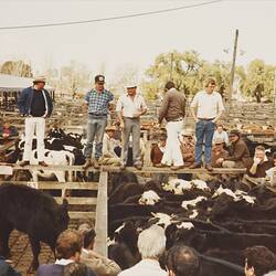 Digital Photograph - Sale of Cattle, Newmarket Saleyards, Newmarket, Aug 1985
