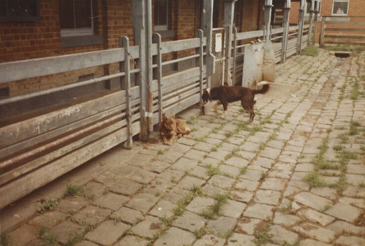 Cattle Dogs, Newmarket Saleyards, Sept 1985