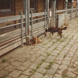 Digital Photograph - Drovers' Dogs, Newmarket Saleyards, Newmarket, Sep 1985
