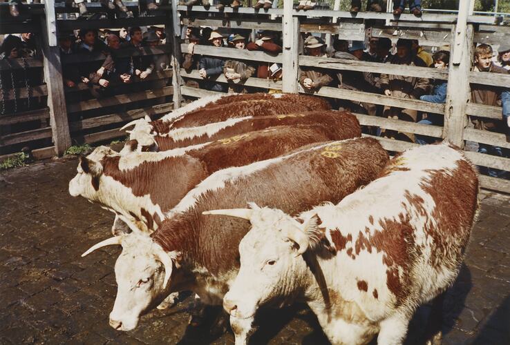 Cattle Sales, Newmarket Saleyards, Sept 1985