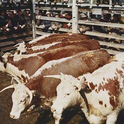 Digital Photograph - Cattle Sales, Newmarket Saleyards, Newmarket, Sep 1985