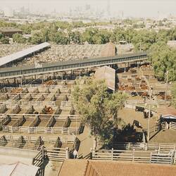 Digital Photograph - Aerial View of Newmarket Saleyards with Cattle, Newmarket, 1 Apr 1985