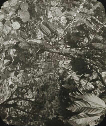 Glass Negative - Papaya Fruit Tree, Pacific Islands, circa 1930s