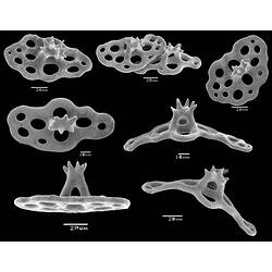 <em>Thyone nigra</em>, sea cucumber, SEM images of ossicles.