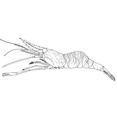 Black and white illustration of Soft-spined Shrimp.