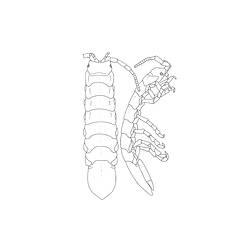 Line drawing, side and back, of male Sea Centipede.