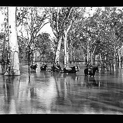 Glass Negative - by A.J. Campbell, Riverina, New South Wales & Victoria, 1900-1910