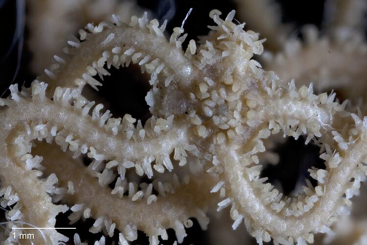 Detail of central disc and mouth of a spiny brittle star with scale bar.