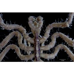 Sea spider, <em>Parapallene obtusirostris</em>.