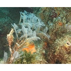 Feathery hydroid colony on reef.