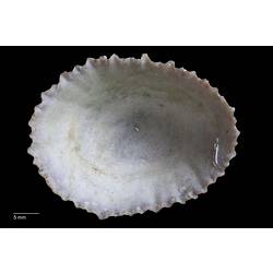 White interior of limpet shell.