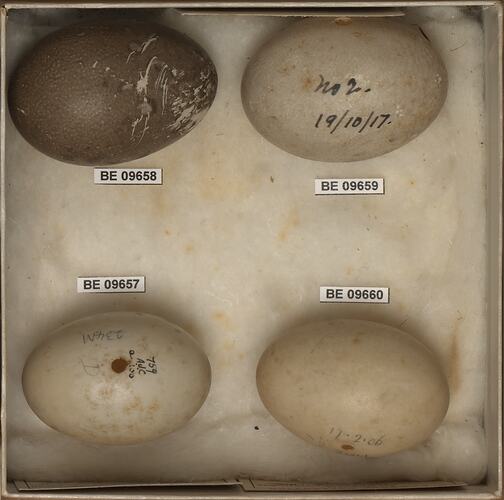 Four bird eggs with specimen labels.