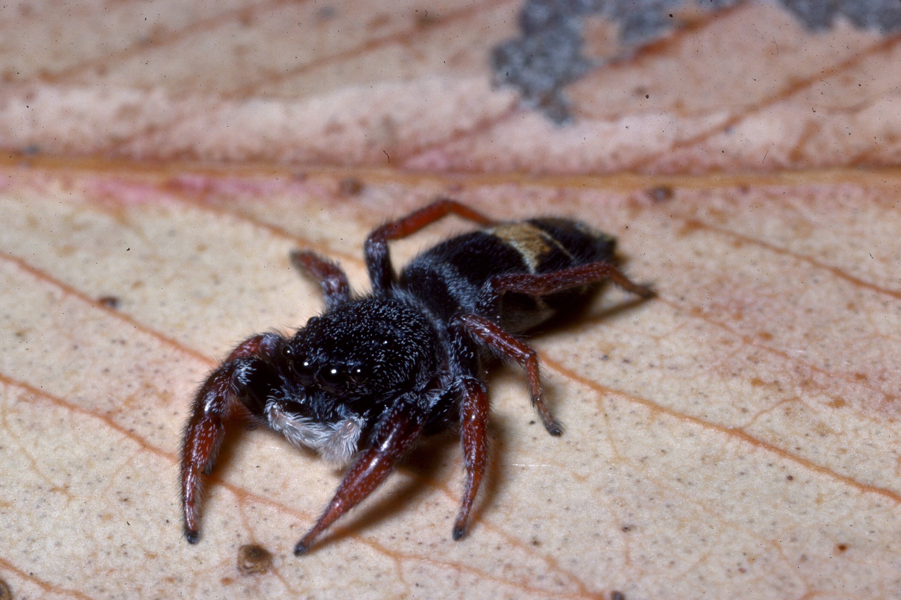 BACKYARD BIODIVERSITY: Jumping Spiders