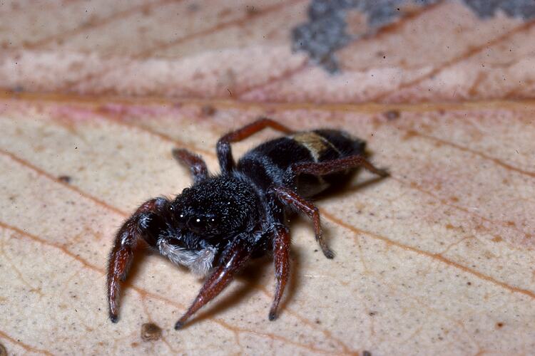 Frontal view of Jupiter Jumping Spider.