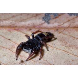 Frontal view of Jupiter Jumping Spider.