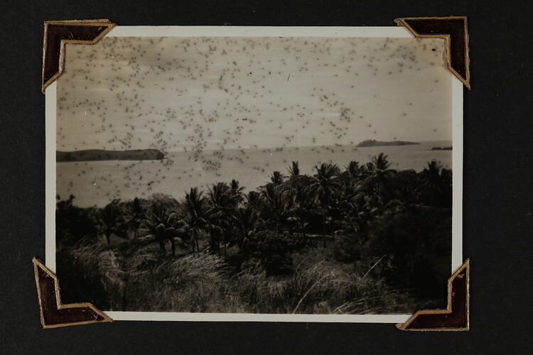 View of palm trees and foliage in foreground, sea and sky in background.