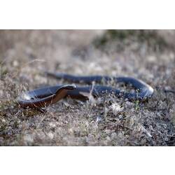 <em>Pseudechis porphyriacus</em>, Red-bellied Black Snake. Grampians National Park, Victoria.