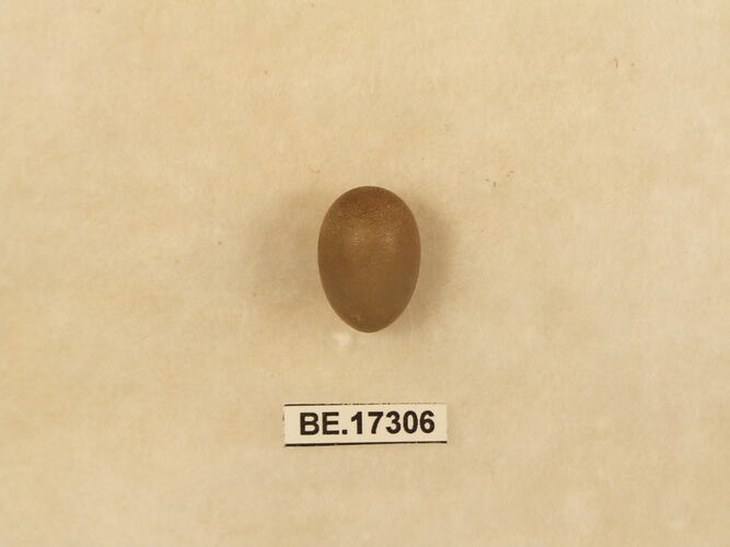 Bird egg with specimen label.