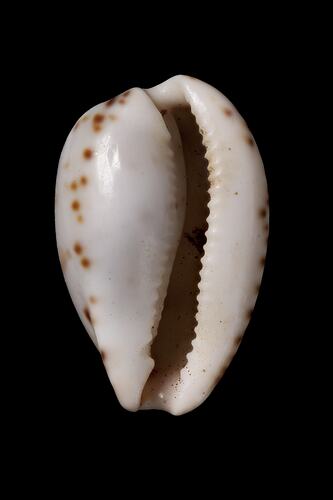 Pale shell with brown spots around its edge.