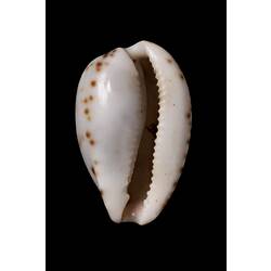 Pale shell with brown spots around its edge.