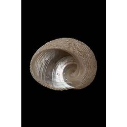 <em>Granata imbricata</em>, Imbricated False Ear Shell, shell.  Registration no. F 179993.