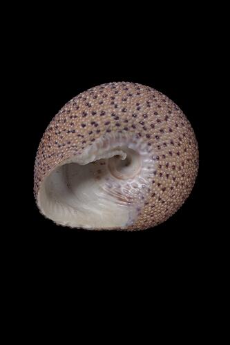 <em>Clanculus undatus</em>, top snail, shell.  Registration no. F 180009.