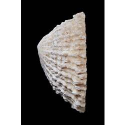 <em>Scutellastra peronii</em>, true limpet, shell.  Registration no. F 178972.