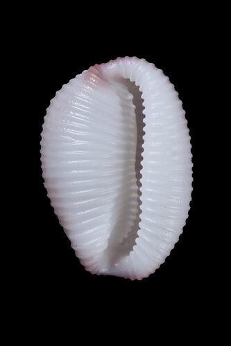 <em>Trivia (Ellatrivia) merces</em>, Australian Bean Cowry, shell.  Registration no. F 179952.