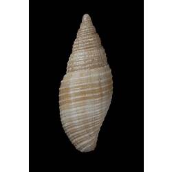 <em>Domiporta strangei</em>, miter shell, shell.  Registration no. F 179279.