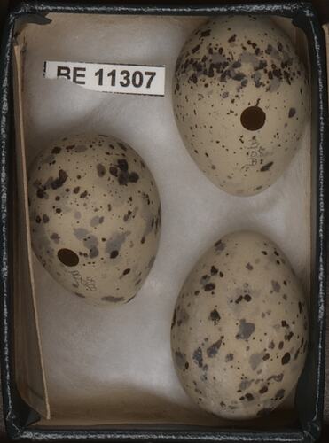 Three bird eggs with specimen label in box.