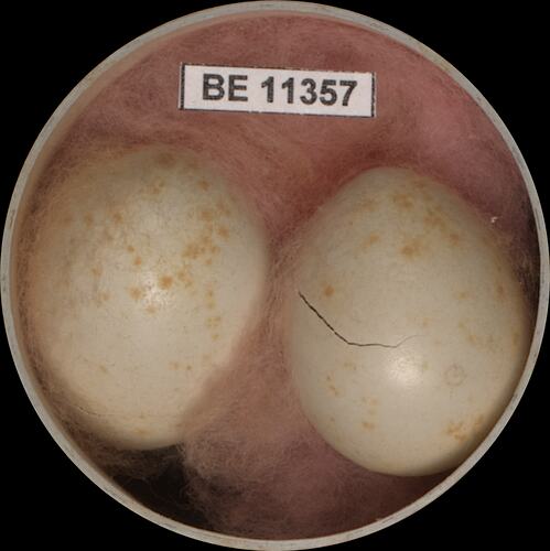 Two bird eggs with specimen label in round box.