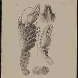 Lithographic single colour proof - Murray Spiny Crayfish, Euastacus armatus, Ludwig Becker, before 1878